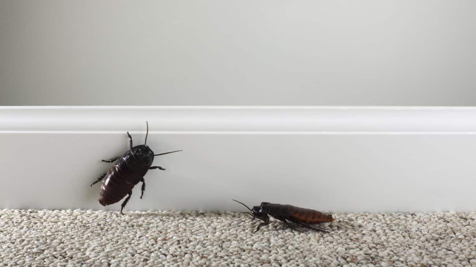 Scarafaggi in Casa: Perché e Da Dove Entrano?