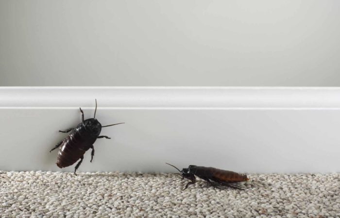Perché ci Sono gli Scarafaggi in Casa?